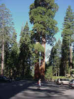 Grant Grove.jpg (87554 bytes)